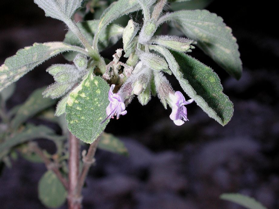 Lamiaceae Hyptis albida