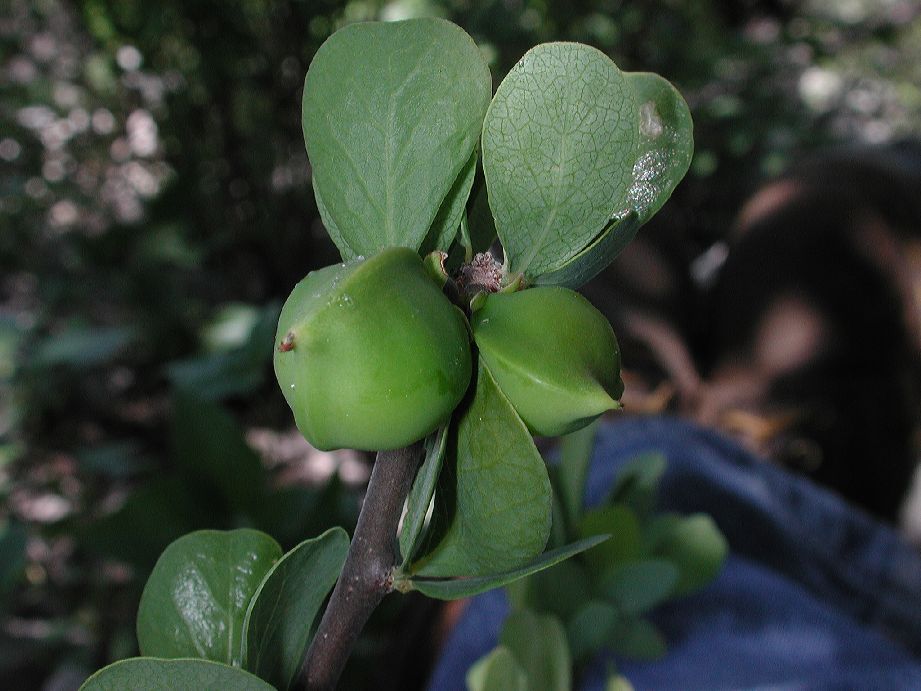 Euphorbiaceae Jatropha 