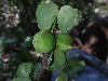 image of Jatropha 