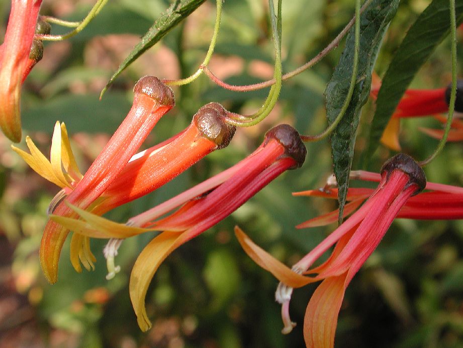 Campanulaceae Lobelia laxiflora