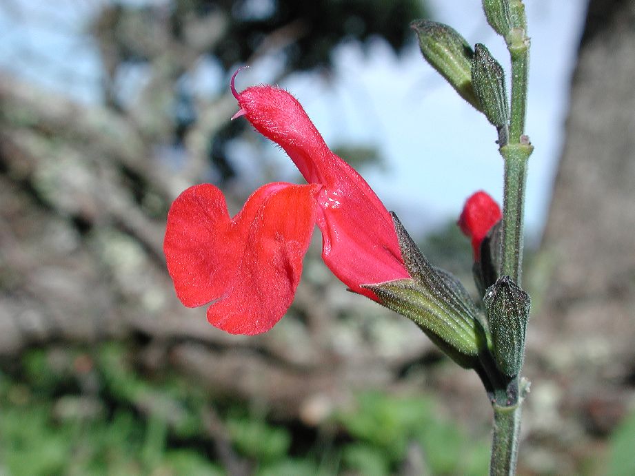 Lamiaceae Salvia 