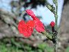 image of Salvia 