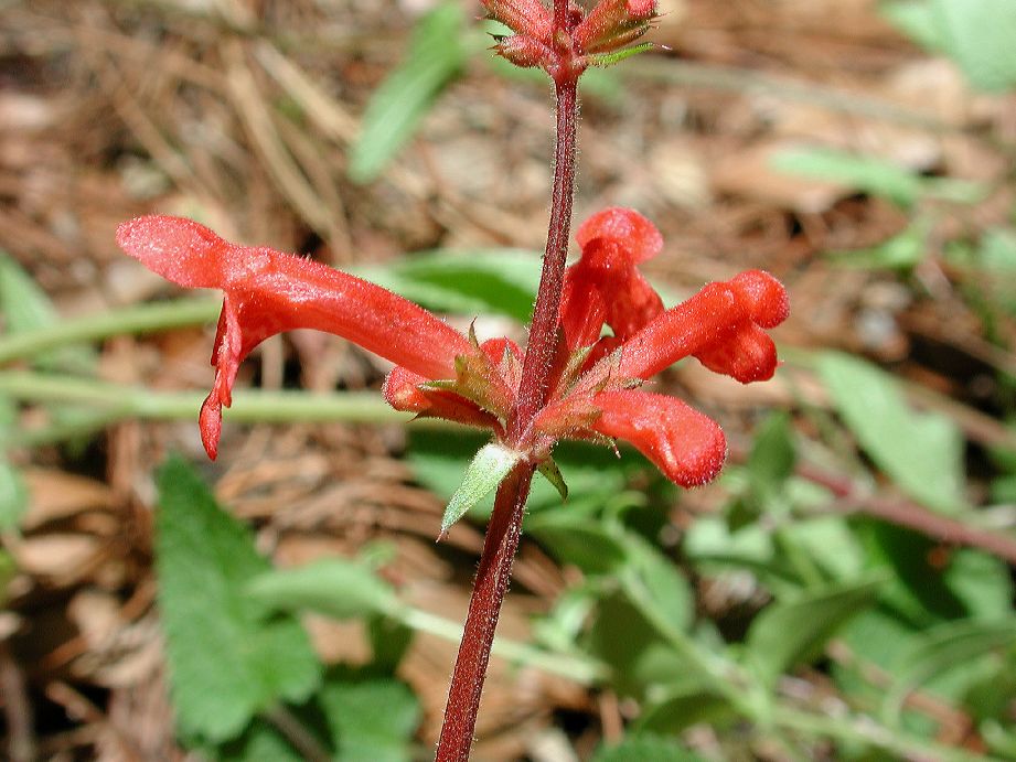 Lamiaceae Stachys 
