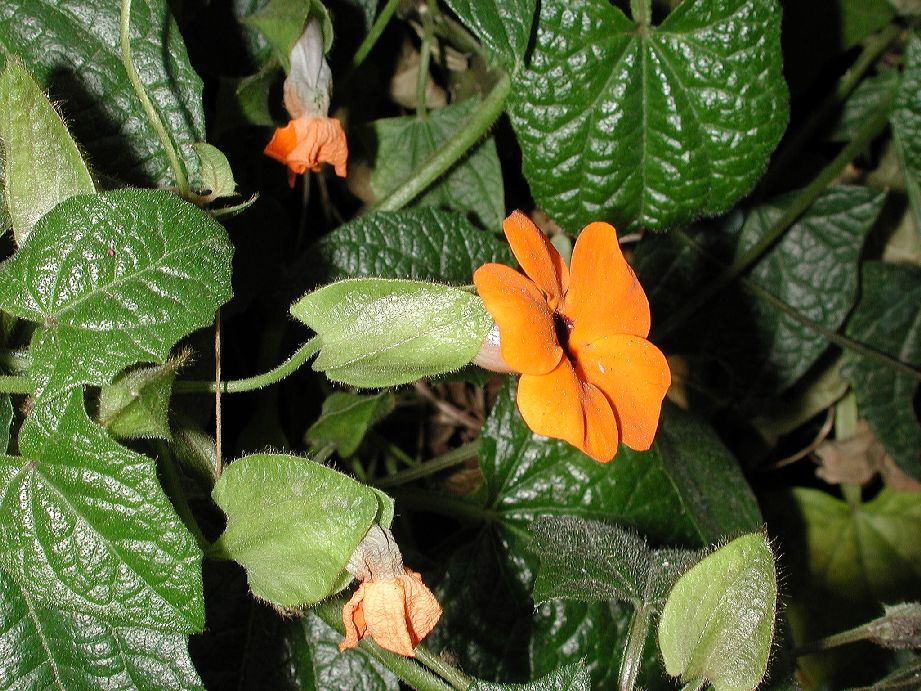 Acanthaceae Thunbergia alata