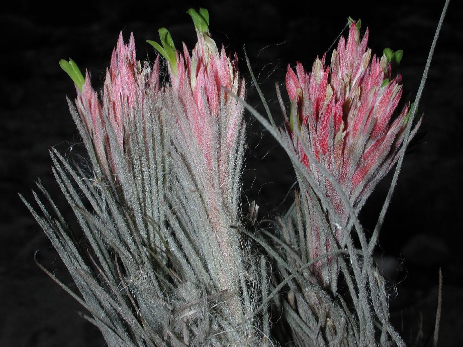 Bromeliaceae Tillandsia plumosa