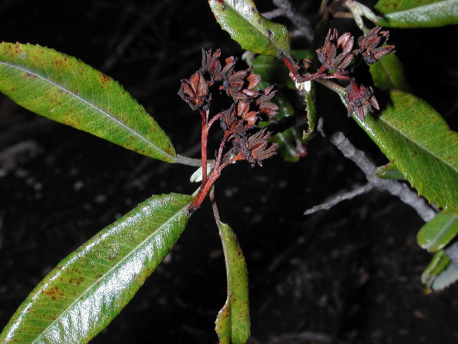 Rosaceae Vauquelinia australis