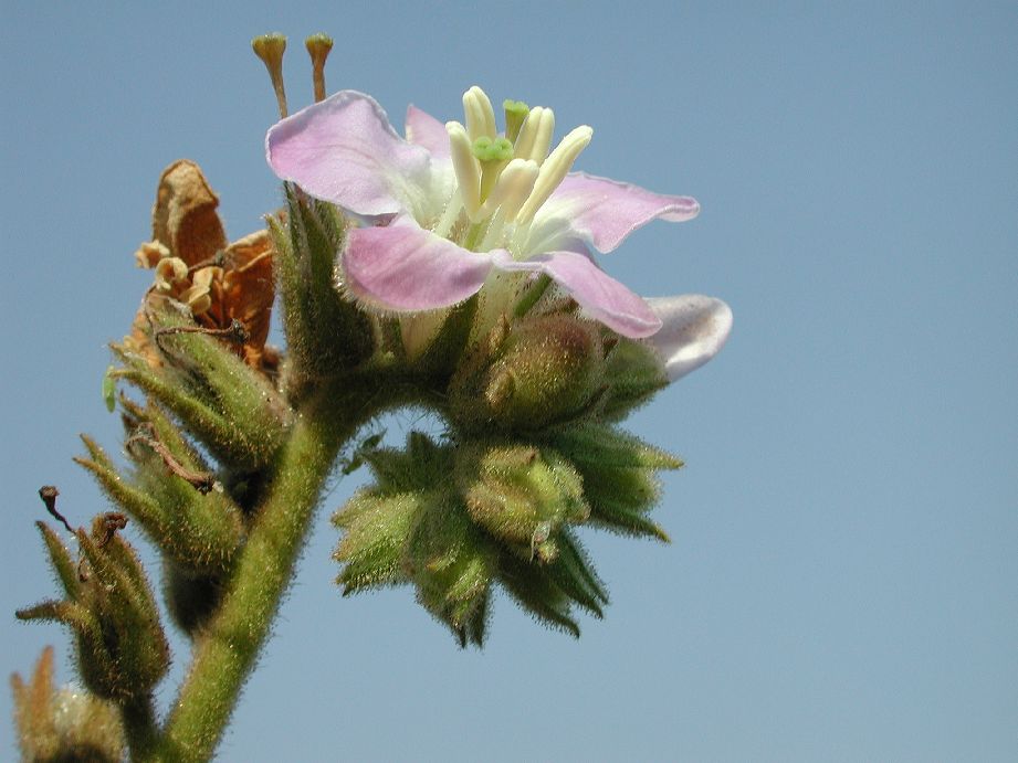 Hydrophyllaceae Wigandia urens