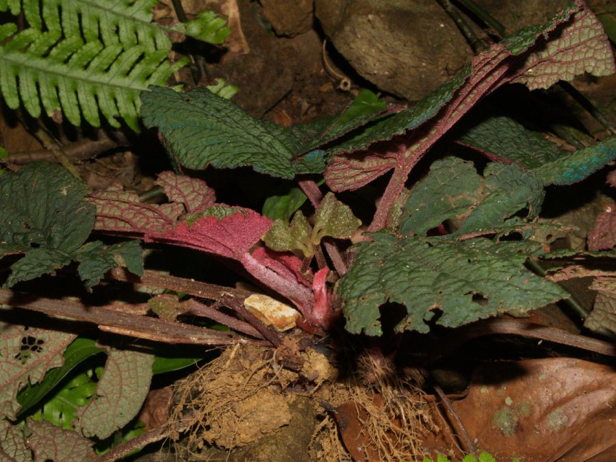 Begoniaceae Begonia hahiepiana