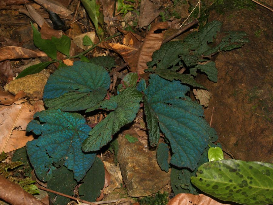 Begoniaceae Begonia hahiepiana