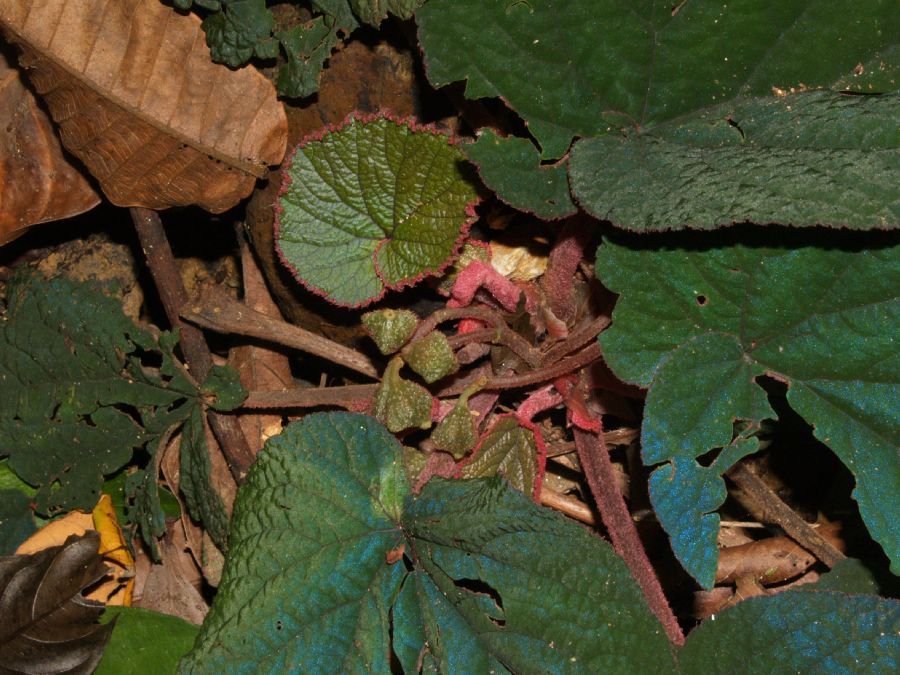 Begoniaceae Begonia hahiepiana