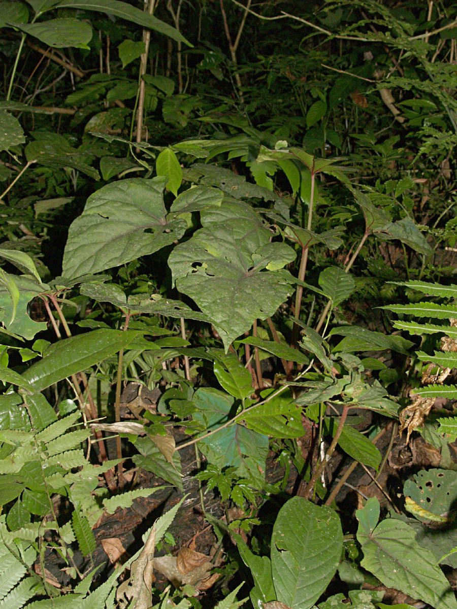 Begoniaceae Begonia handelii