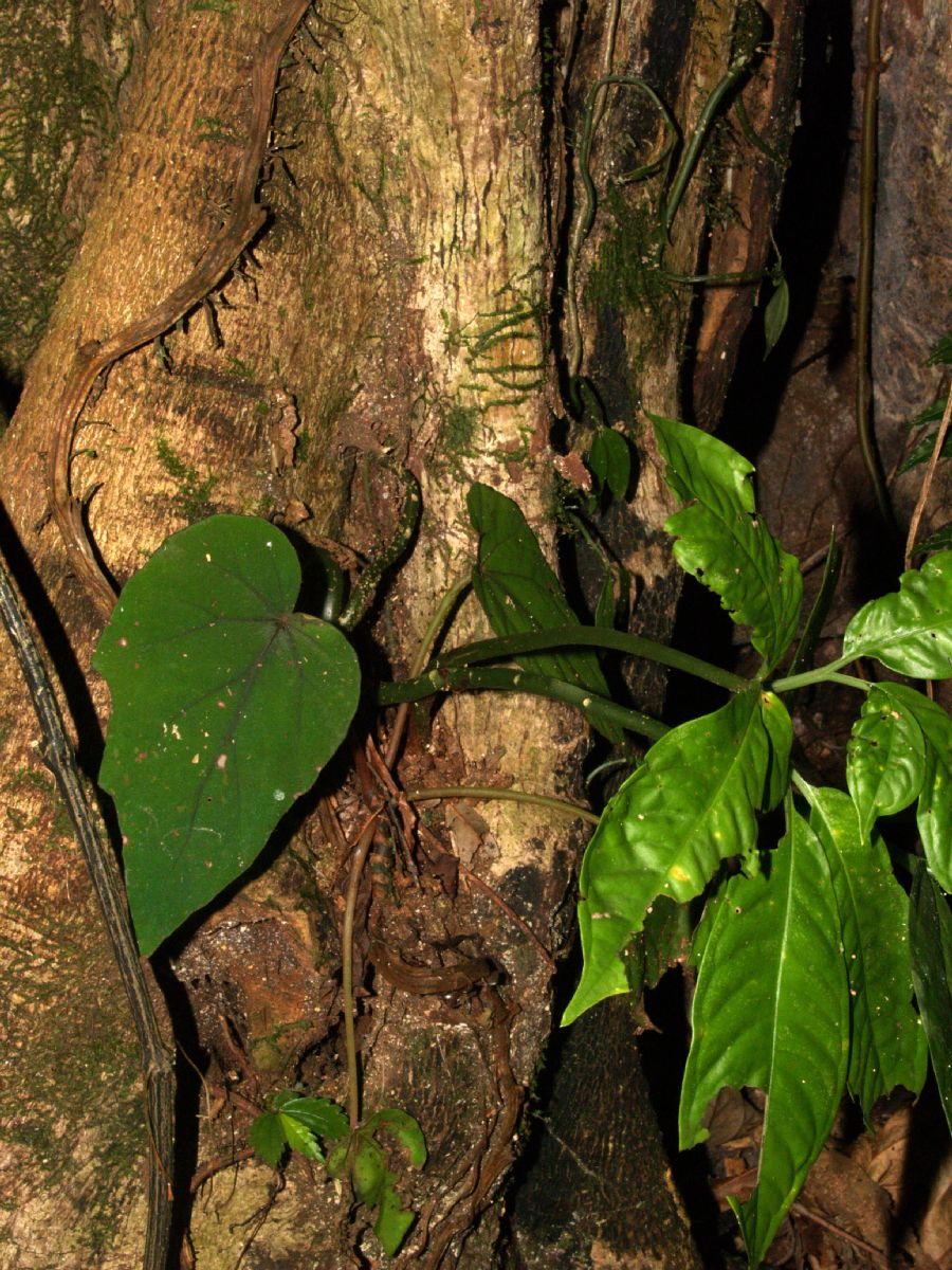 Begoniaceae Begonia handelii