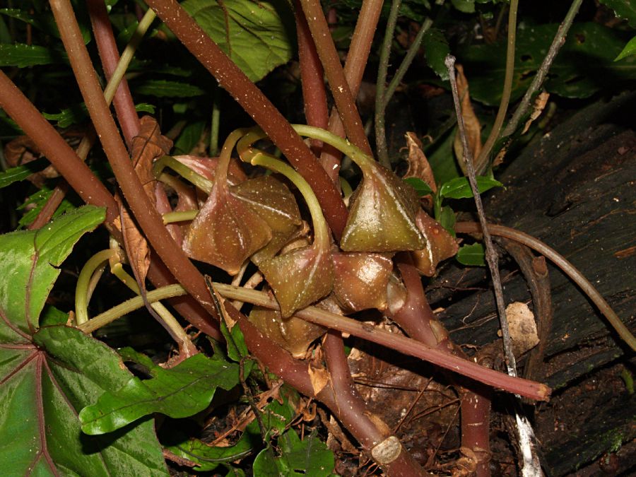 Begoniaceae Begonia handelii