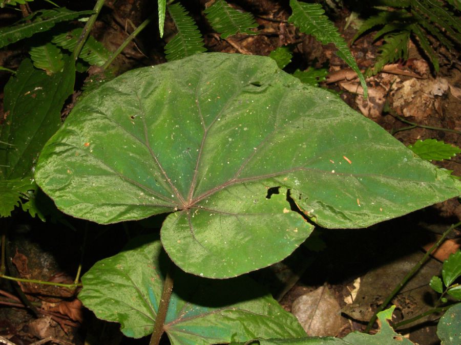 Begoniaceae Begonia handelii