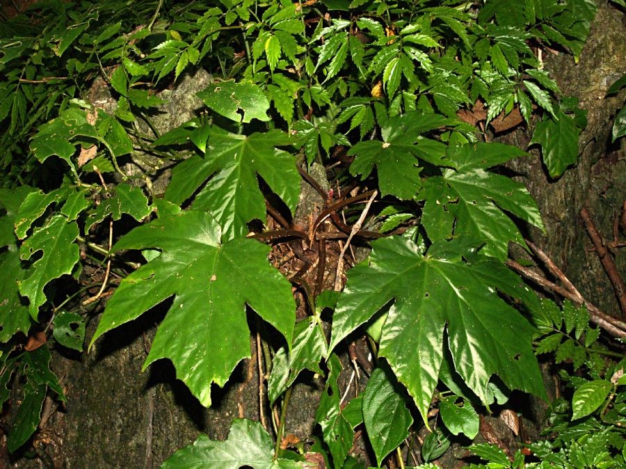 Begoniaceae Begonia miranda