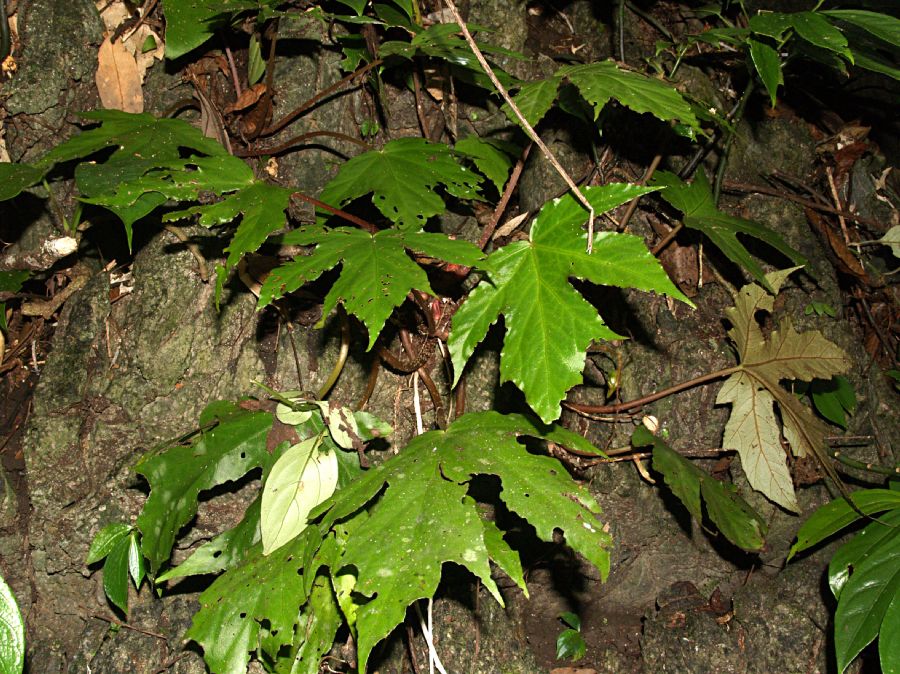 Begoniaceae Begonia miranda
