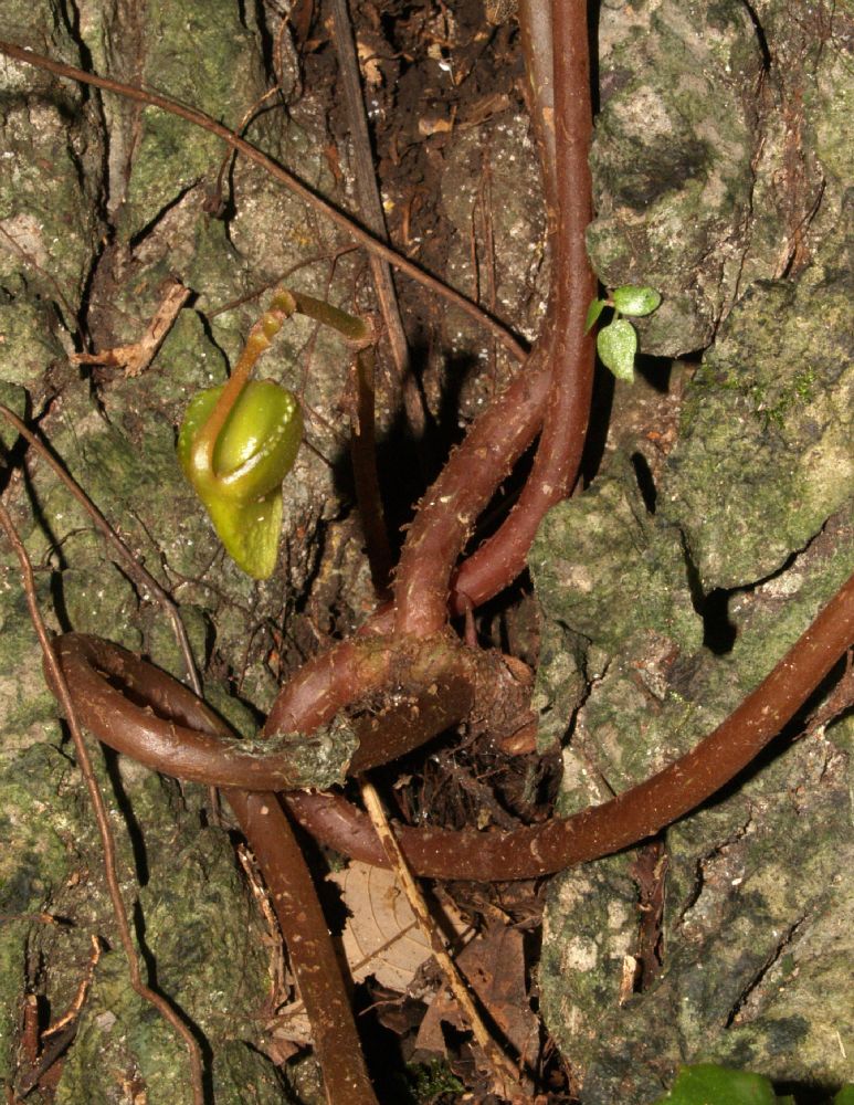Begoniaceae Begonia miranda