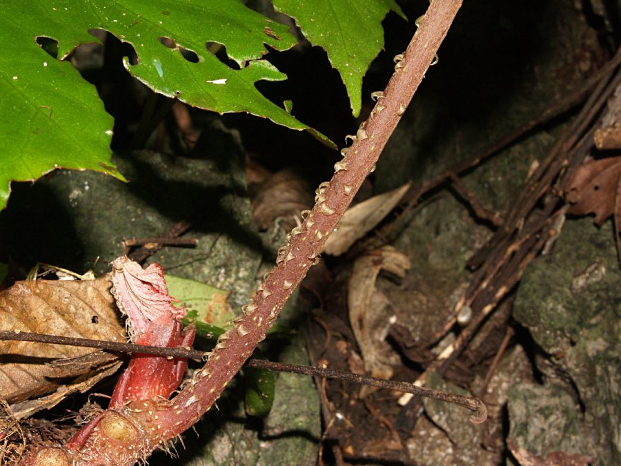 Begoniaceae Begonia miranda