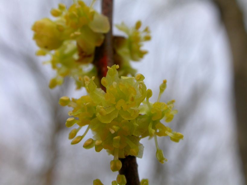 Lauraceae Lindera benzoin