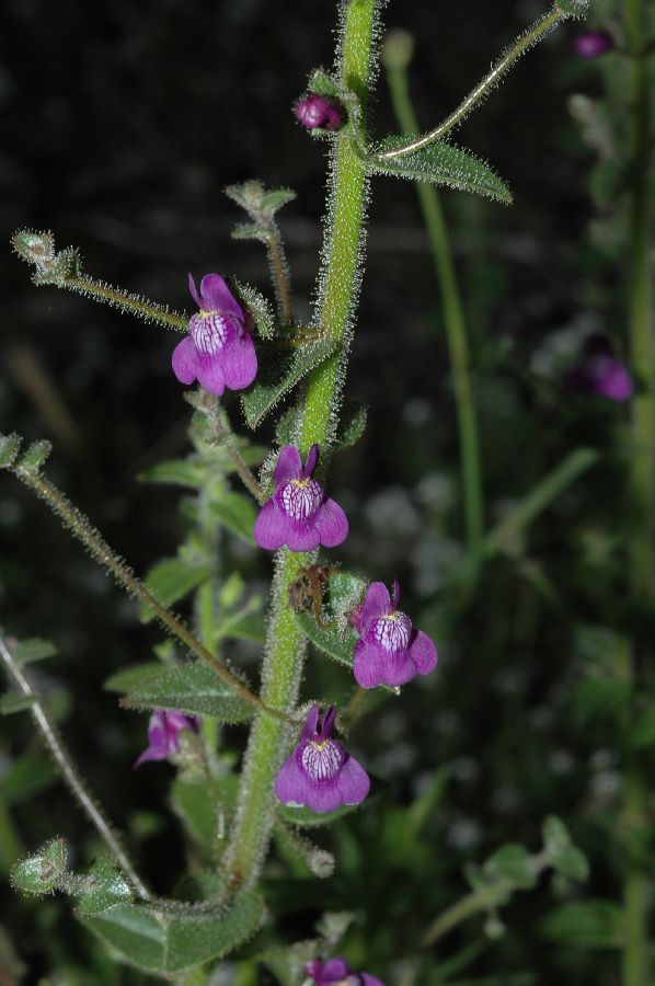 Plantaginaceae Antirrhinum nuttalianum