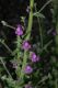 image of Antirrhinum nuttalianum