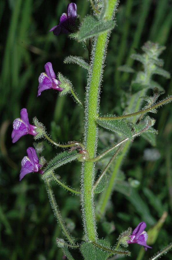 Plantaginaceae Antirrhinum nuttalianum
