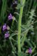 image of Antirrhinum nuttalianum