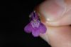 image of Antirrhinum nuttalianum