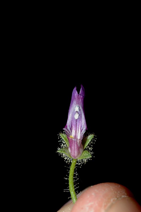 Plantaginaceae Antirrhinum nuttalianum