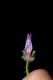 image of Antirrhinum nuttalianum