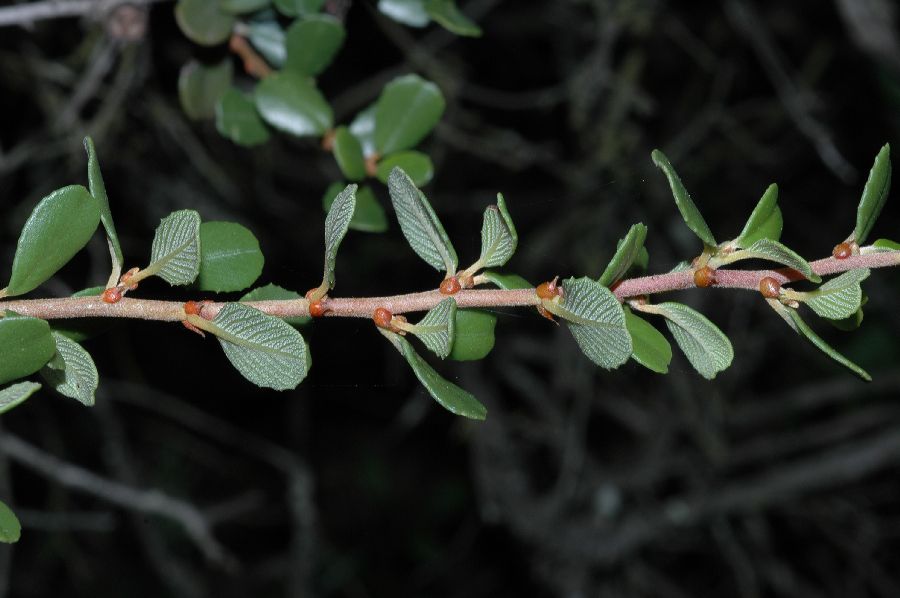 Rhamnaceae Ceanothus verrucosus