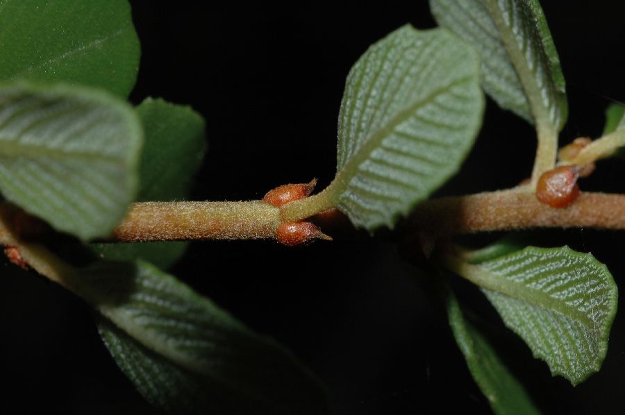 Rhamnaceae Ceanothus verrucosus