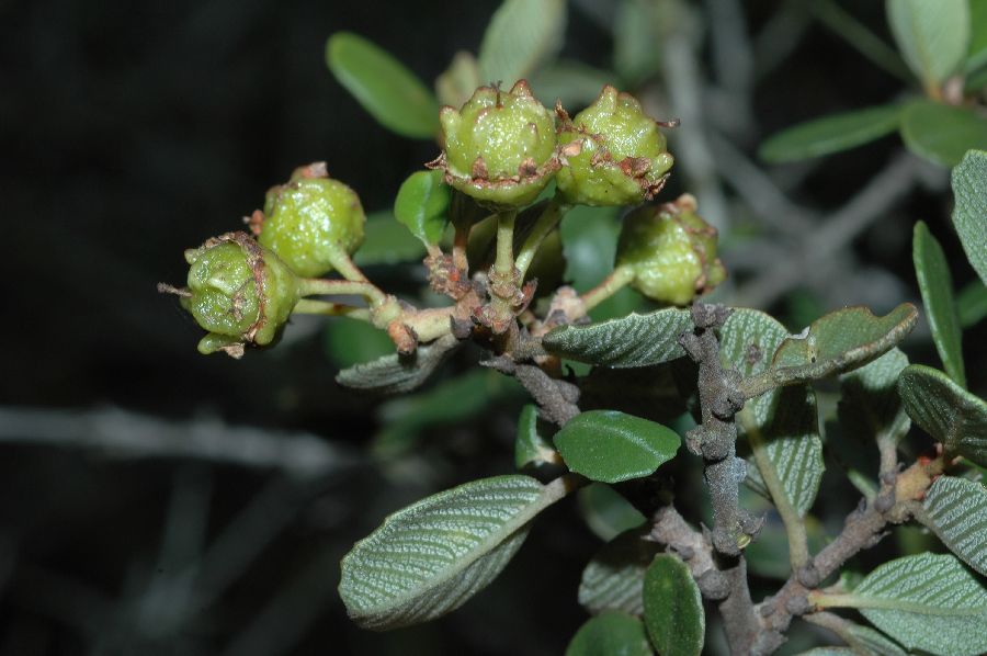 Rhamnaceae Ceanothus verrucosus