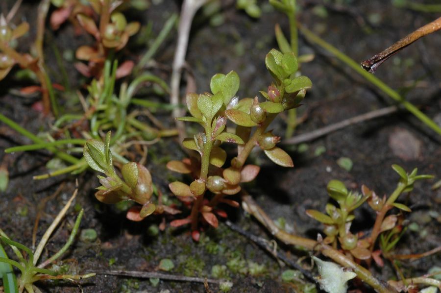 Primulaceae Centunculus minima