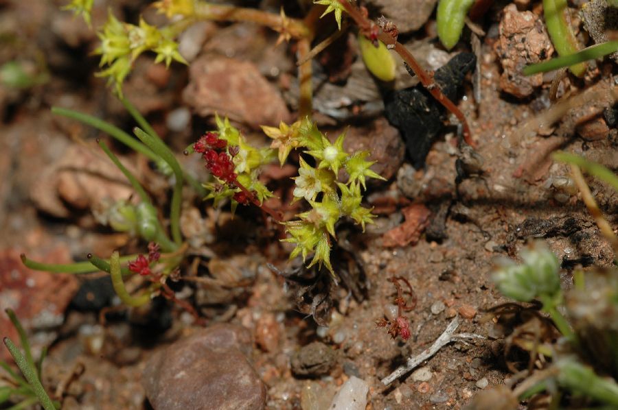 Polygonaceae Chorizanthe procumbens