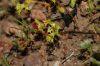 image of Chorizanthe procumbens
