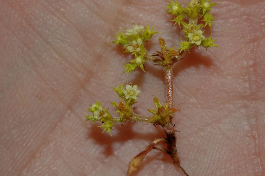 Polygonaceae Chorizanthe procumbens
