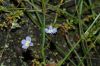 image of Downingia cuspidata