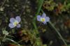 image of Downingia cuspidata