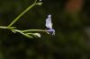 image of Downingia cuspidata