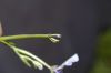 image of Downingia cuspidata