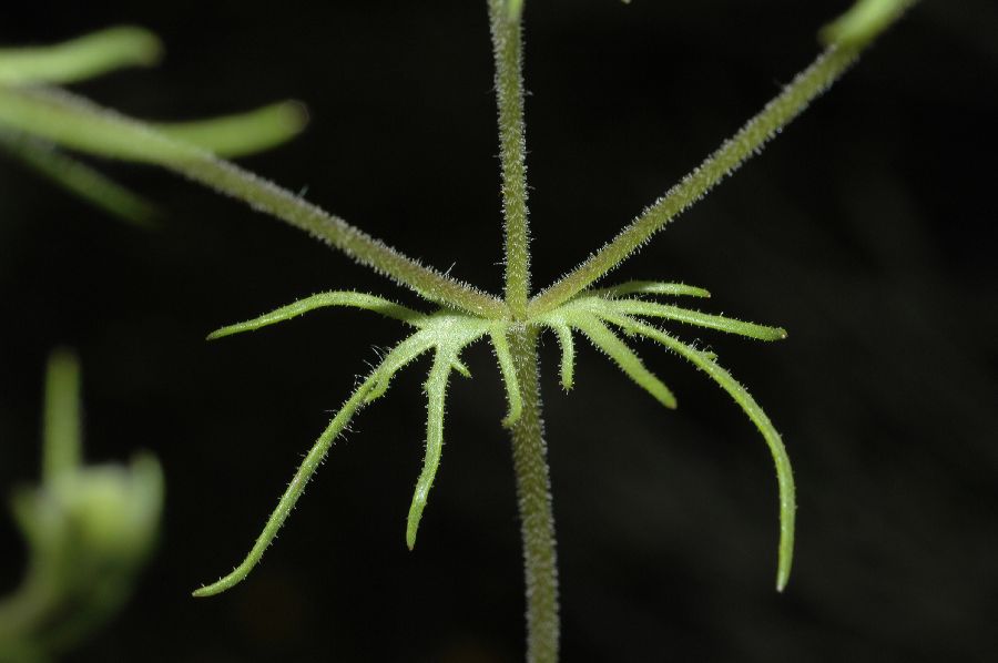 Asteraceae Lasthenia coronaria
