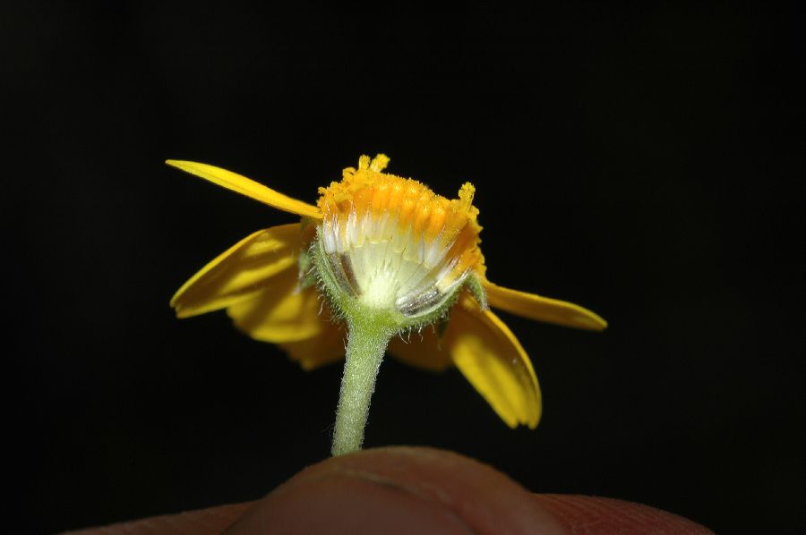 Asteraceae Lasthenia coronaria