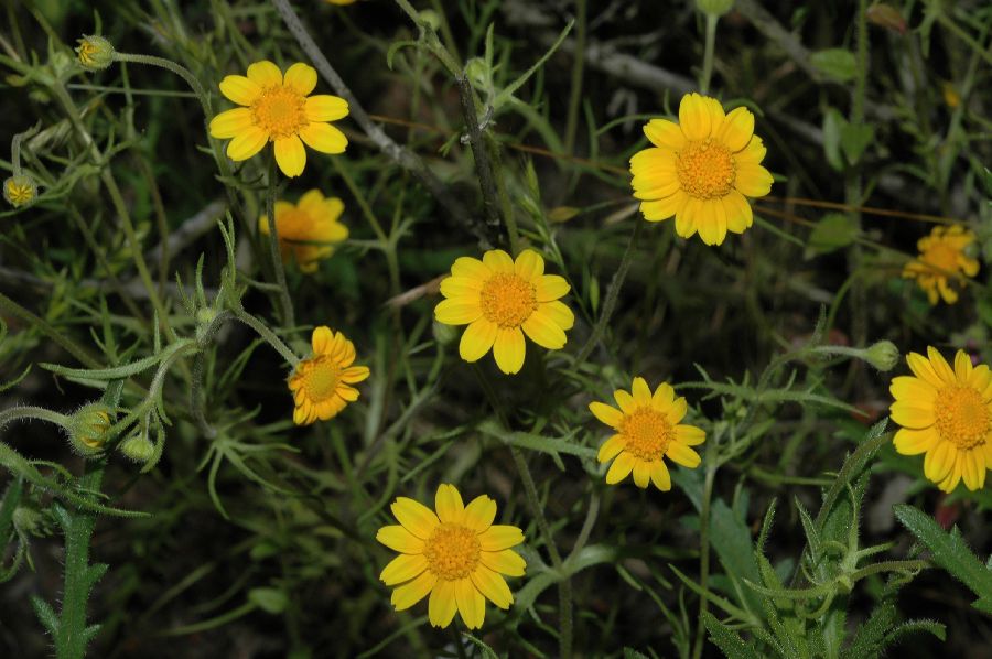 Asteraceae Lasthenia coronaria