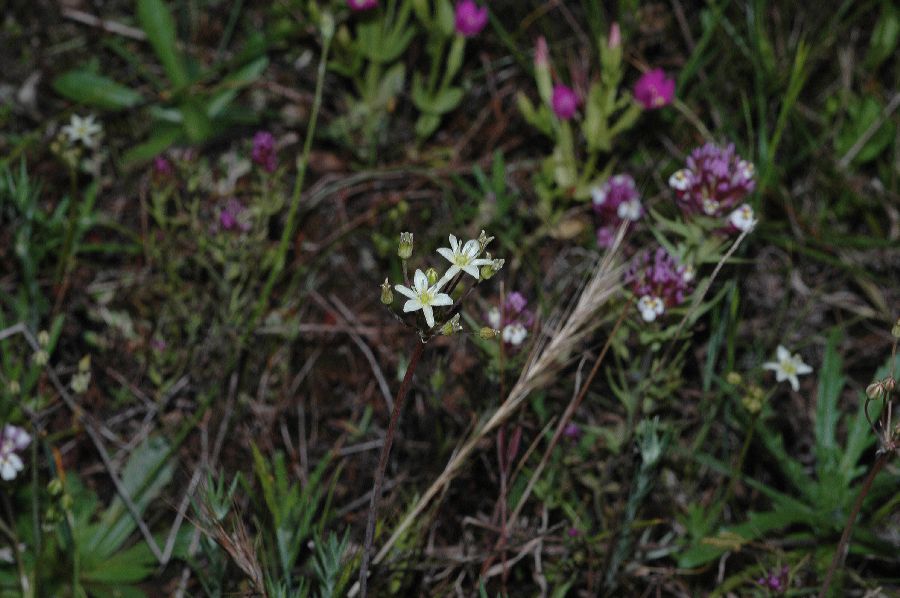 Themidaceae Muilla maritima