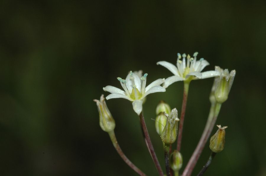 Themidaceae Muilla maritima