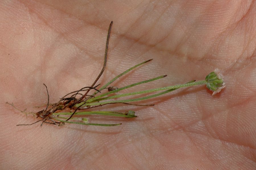 Plantaginaceae Plantago erecta