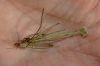 image of Plantago erecta