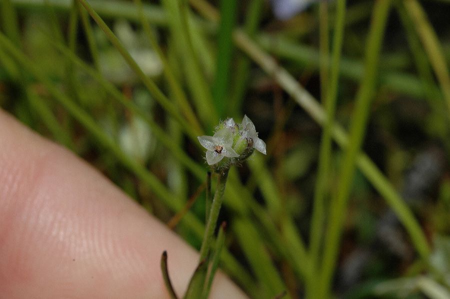 Plantaginaceae Plantago erecta