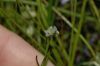 image of Plantago erecta
